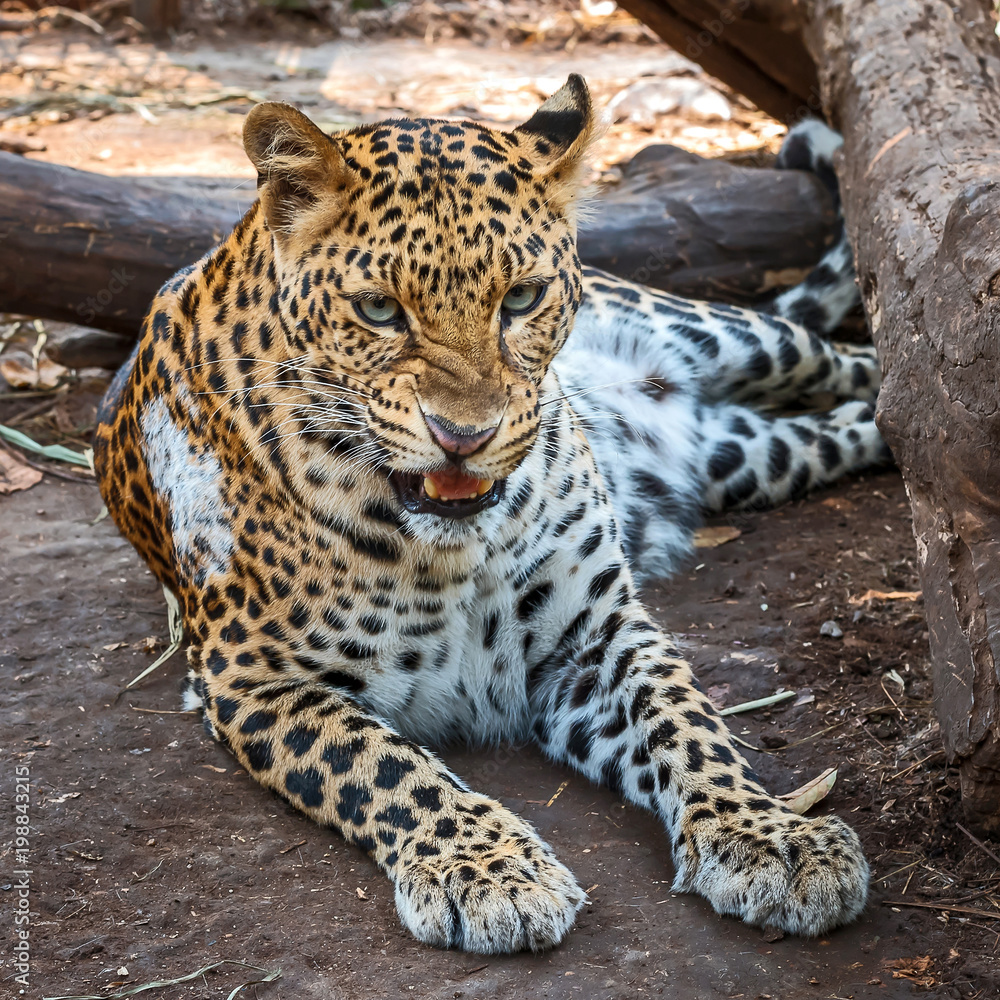 Naklejka premium Close up Leopard.