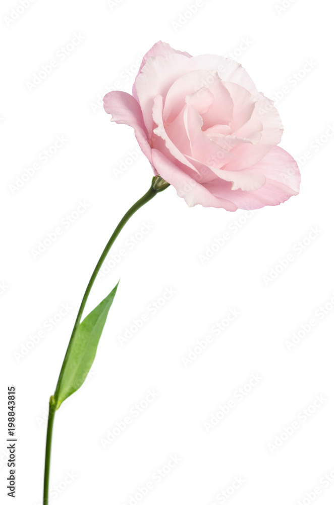 Beautiful Eustoma flower isolated on white background