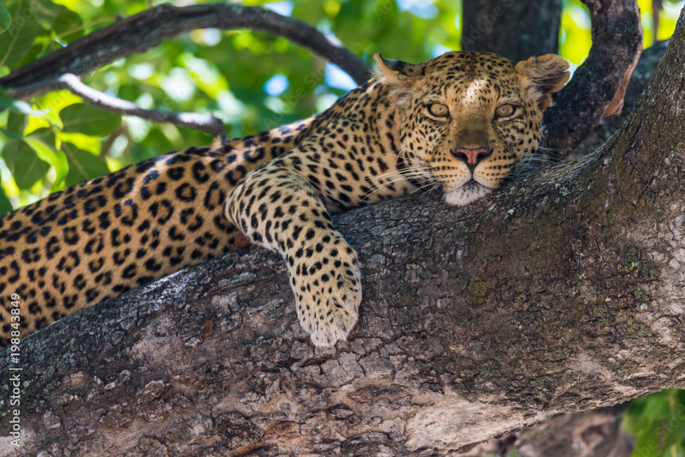 Leopard Leopard