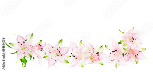 Alstroemeria flowers on white background