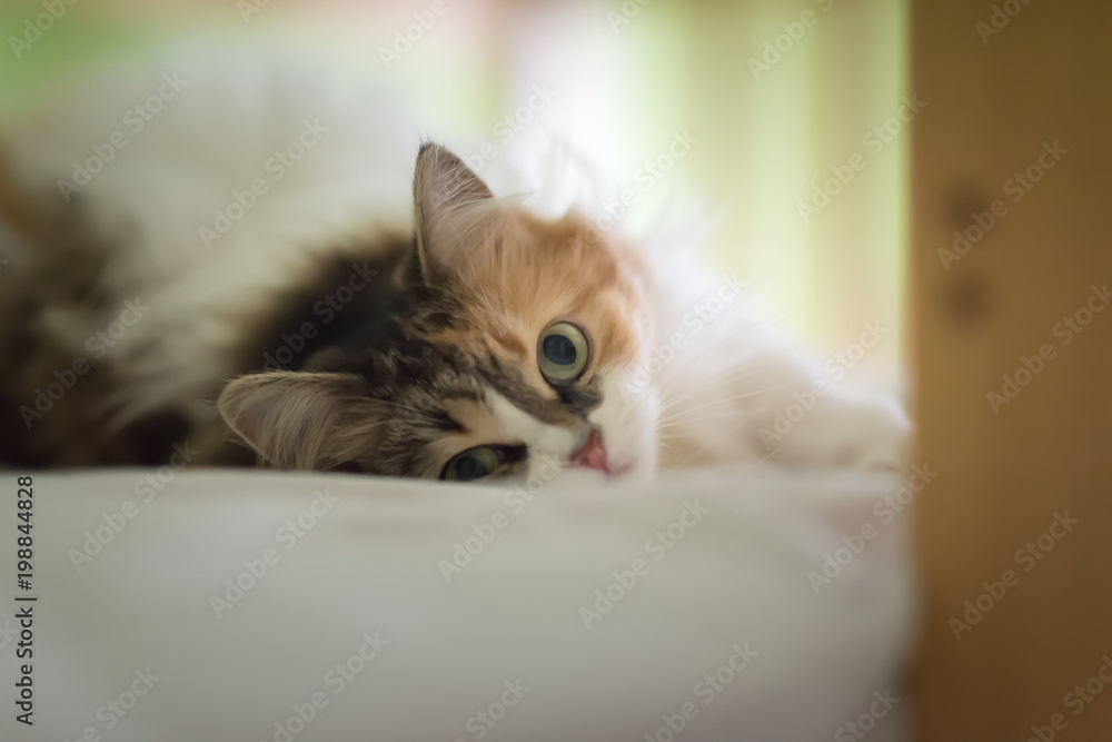 Pure white red and gray color cat sleeping on white bed