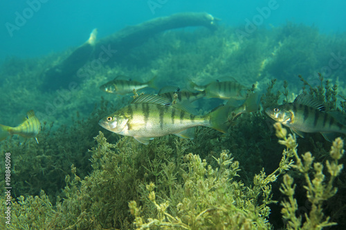 European perch fish photo