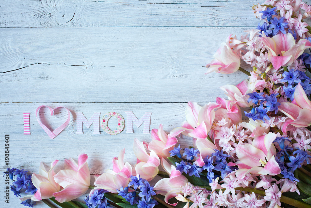 Fototapeta Tło z gratulacjami na dzień matki z różowe tulipany i hiacynty niebieski