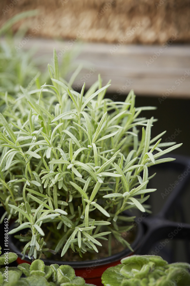 Obraz premium green plant