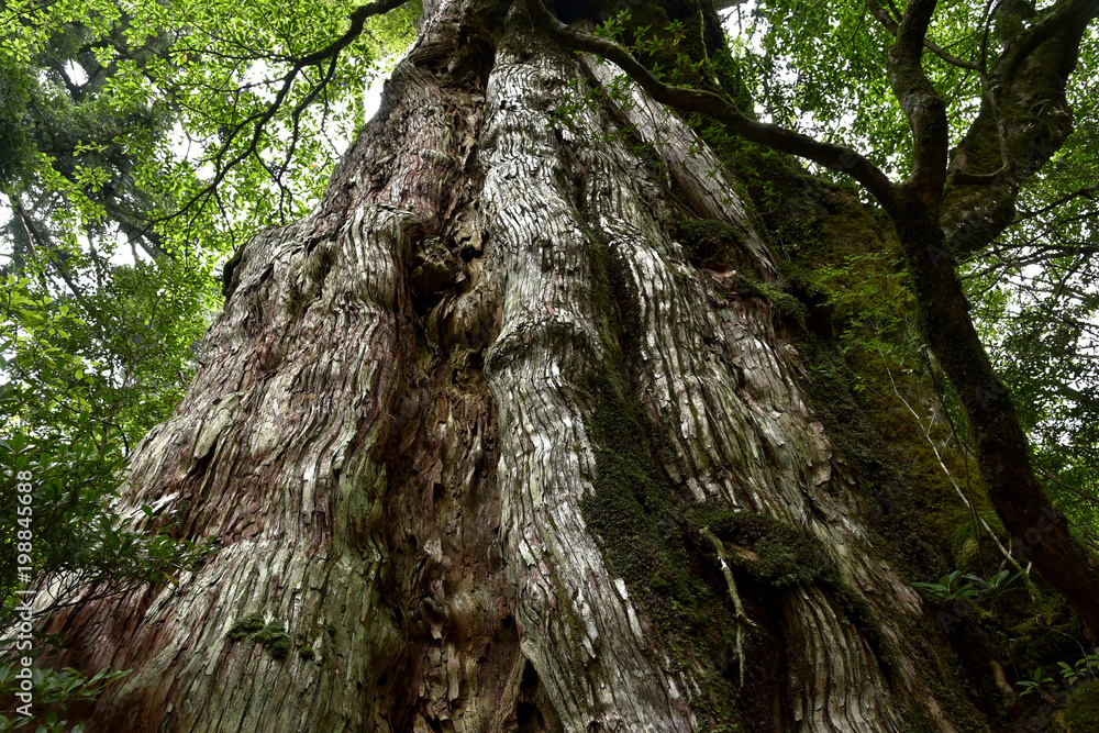 屋久島の紀元杉