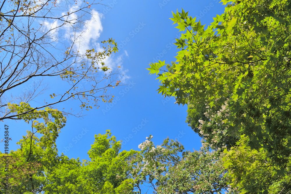 Fototapeta premium 快晴の空