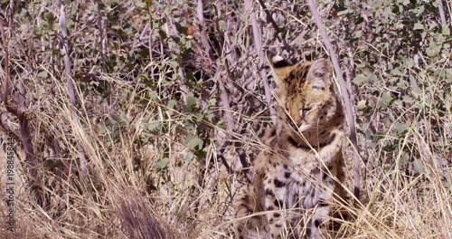 Seval wild cat hidden in bushes - licks fur photo