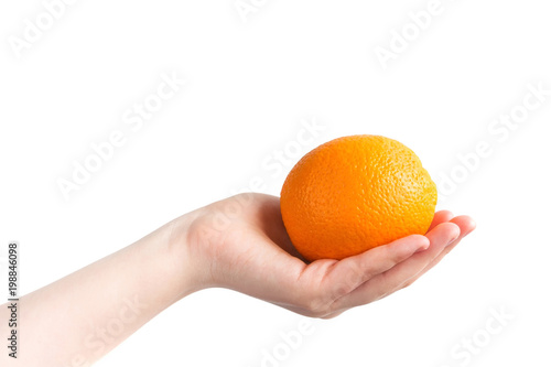 Girl child holding ripe fruit oranges, concept of health, gardening