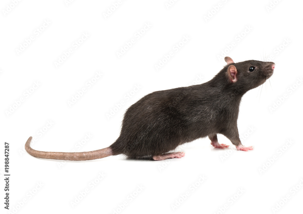 Grey rat isolate Grey rat isolate