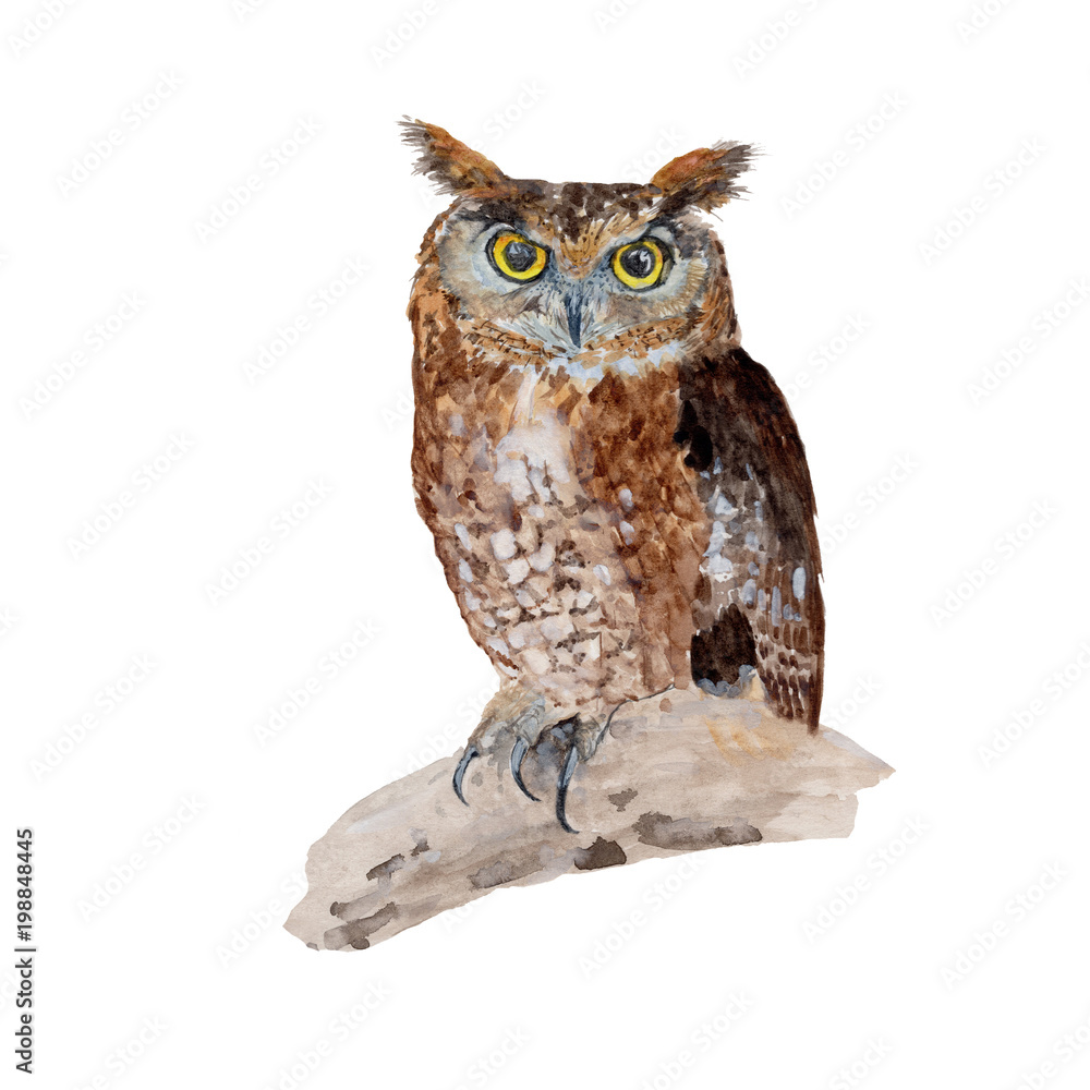 Obraz premium Owl Watercolor painting. Watercolor hand painted cute animal illustrations.