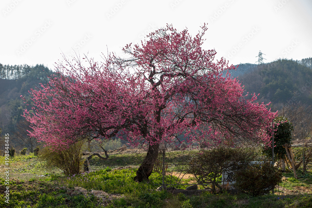 Fototapeta premium 春の花