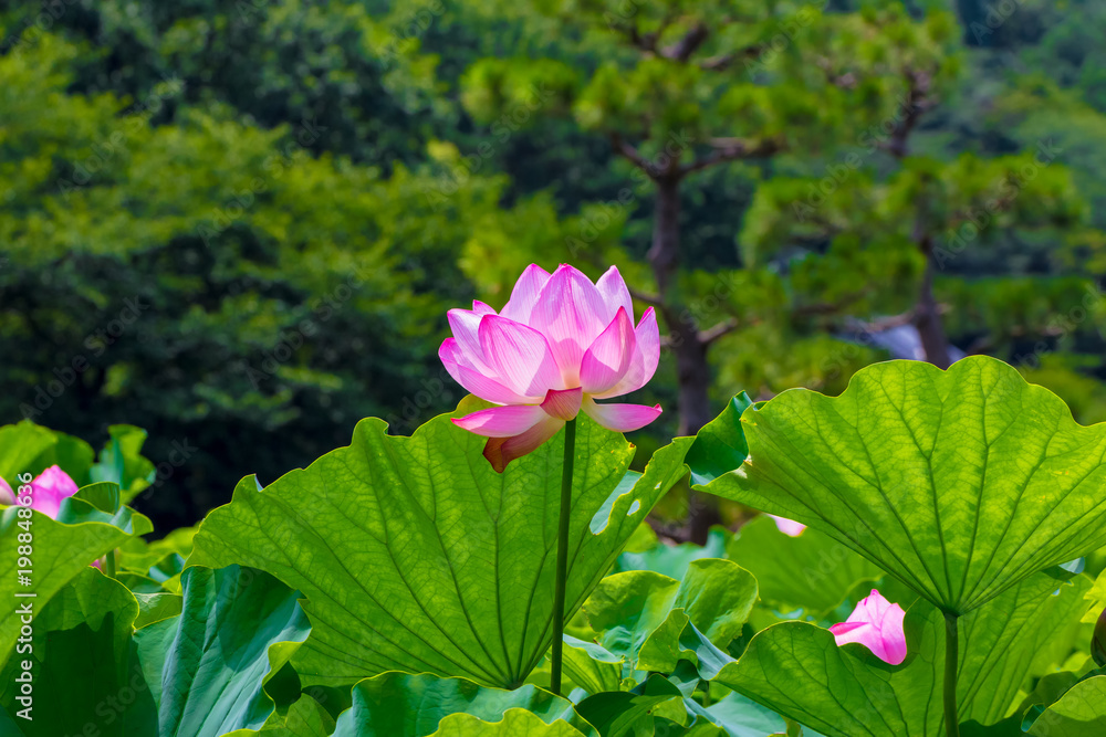 Lotus Flower.Background is the lotus leaf and lotus flower and tree.Shooting location is  Yokohama, Kanagawa Prefecture Japan.