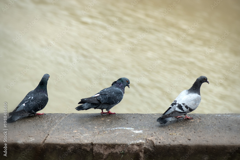 Obraz premium Pigeons sitting on the embankment near the river. Vignette.