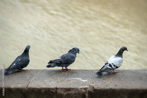 Pigeons sitting on the embankment near the river. Vignette.