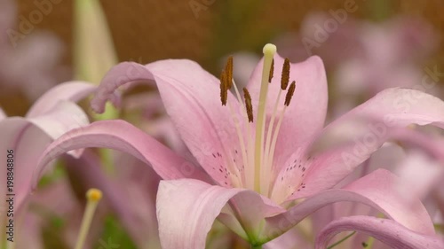Beautiful lilly flower in garden
