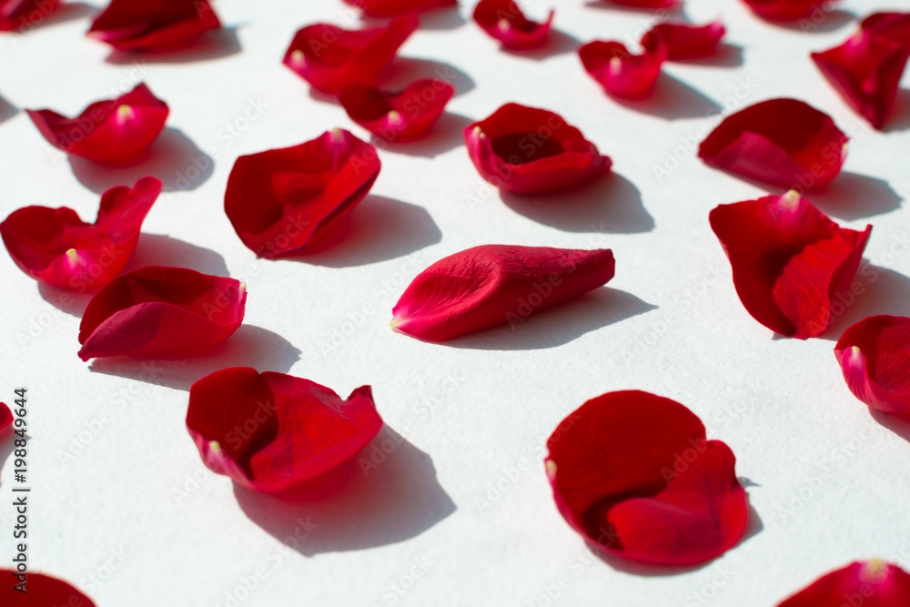 red rose petals of red rose on white background red rose petals of red rose on white background