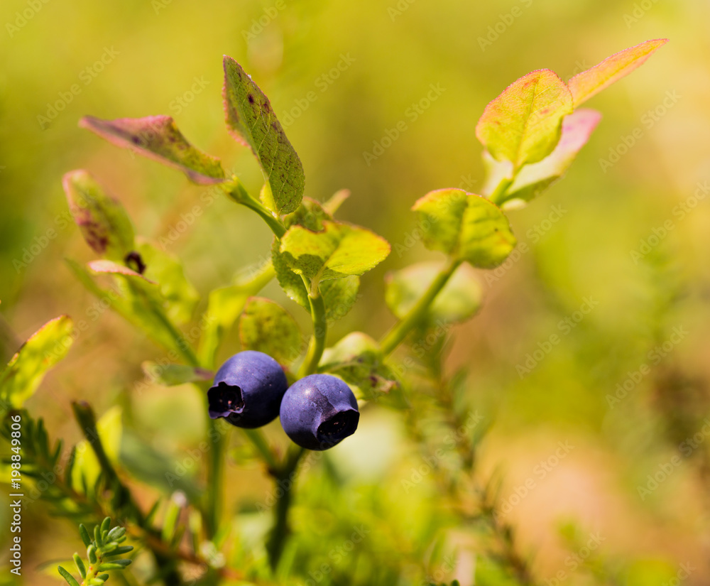 blueberries grow in the forest in summer blueberries grow in the forest in summer