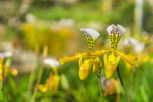 colorful flower background