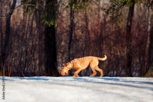 Irish Terrier walks in the snow with a ball