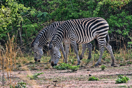 Grant s zebra  Equus quagga boehmi  in the South Luangwa National Park  Zambia