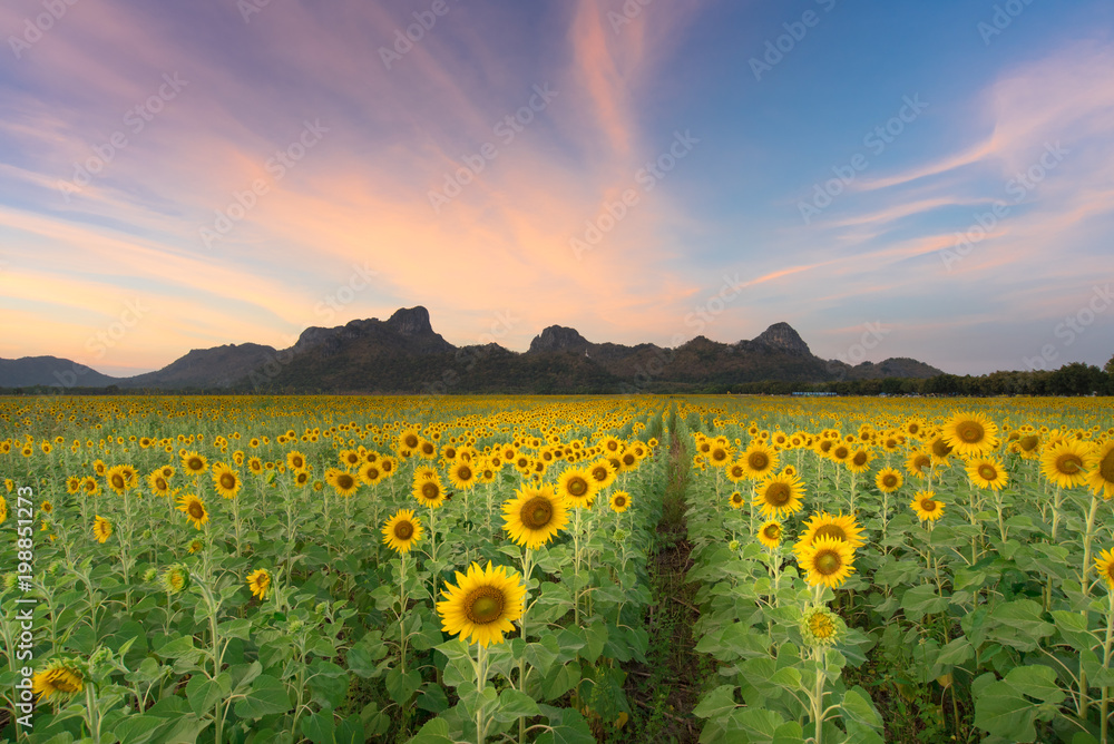 Fototapeta premium Twilight sky Sunflower field