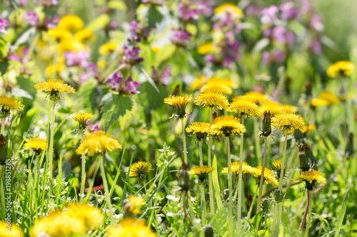 Fototapeta Naklejka Na Ścianę i Meble -  Dandelion flower, flowering wild flowers in meadow - beautiful nature in springtime
