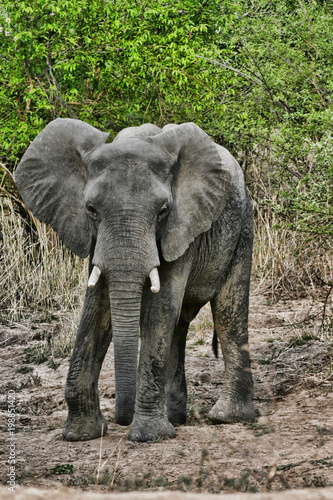 African elephant, Loxodonta africana, in the South Luangwa National Park, Zambia