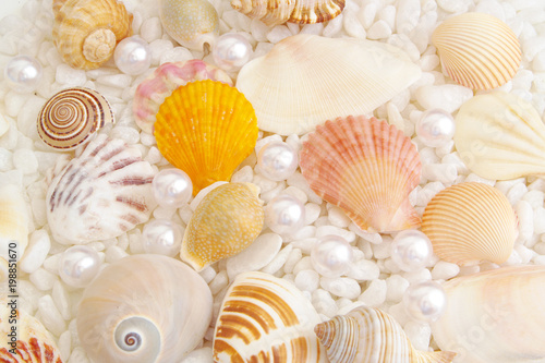 Amazing seashells and pearls on white stones 