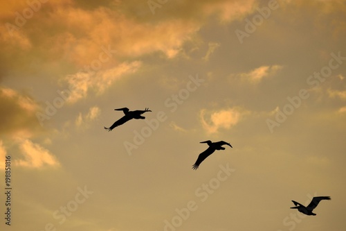 Pelican flying at sunset Florida, USA