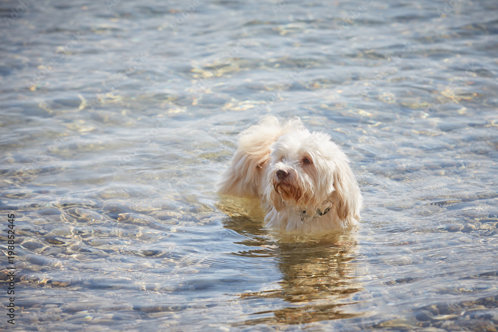 Havanese dog in the water at lake Attersee in Nussdorf