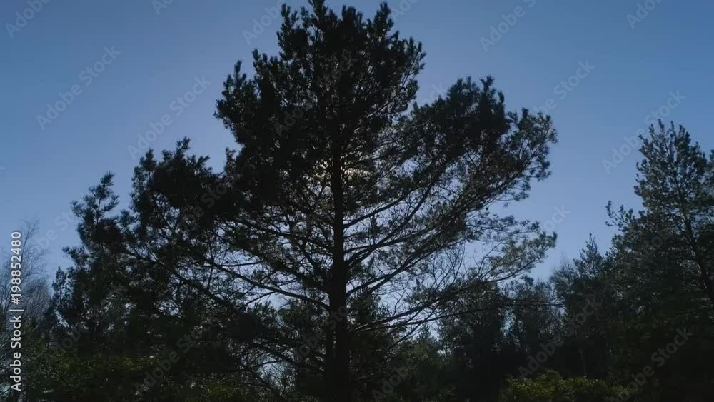 Close up Drone Flight to pine. Sunrays through branches Close up Drone Flight to pine. Sunrays through branches