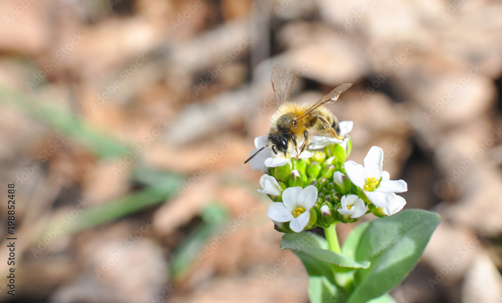 Honey bee collecting nectar in spring, Honey Bee pollinating wildflowers on meadow Honey bee collecting nectar in spring, Honey Bee pollinating wildflowers on meadow