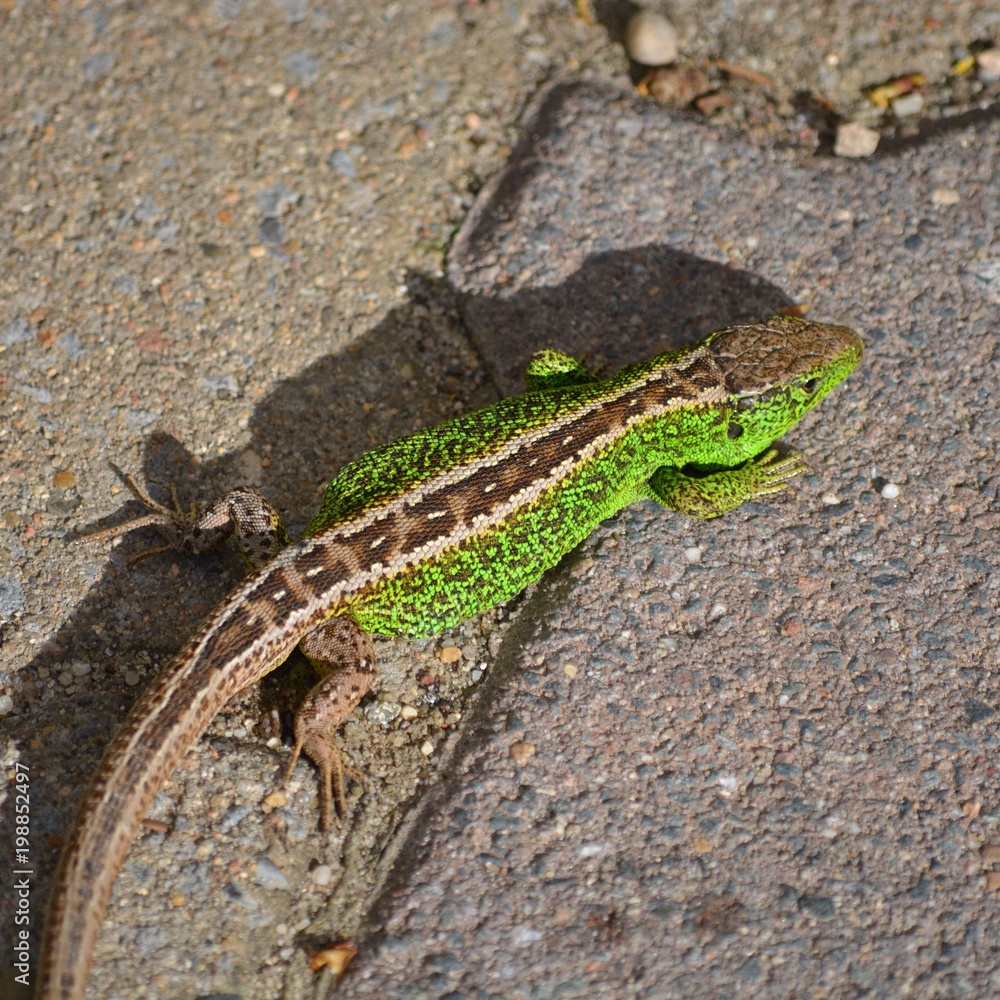 Naklejka premium Eidechse