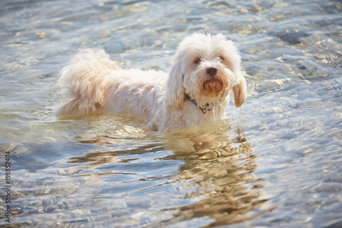 Havanese dog in the water at lake Attersee in Nussdorf