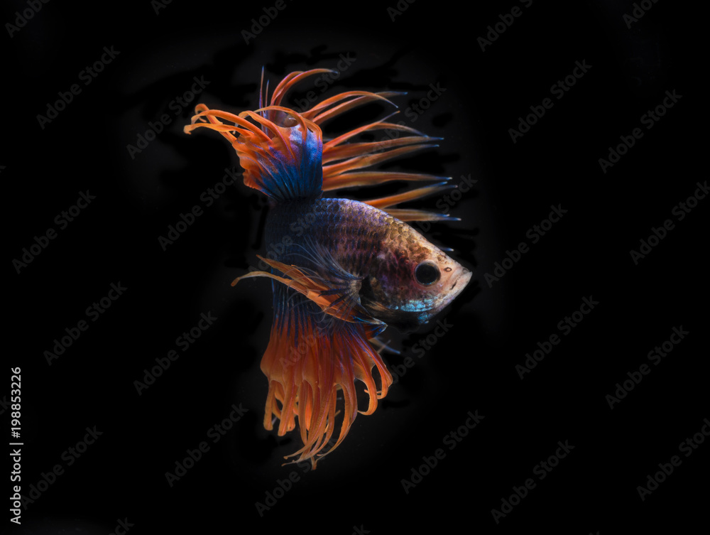Fototapeta premium Beautiful siamese fighting fish on black background