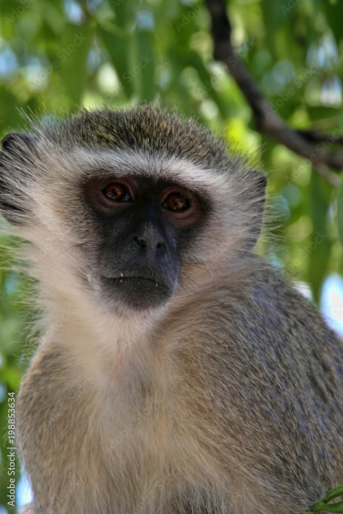 Naklejka premium Vervet Monkey, Cercopithecus aethiops, in Victoria falls, Zambia