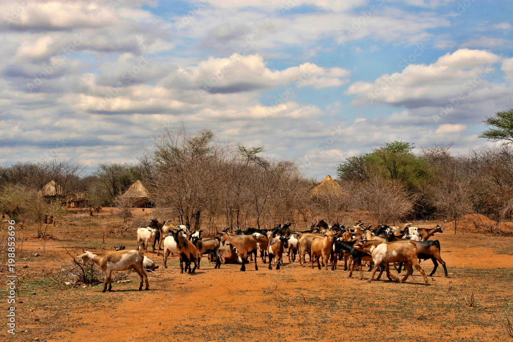 Little goats in front of the village, Zambia