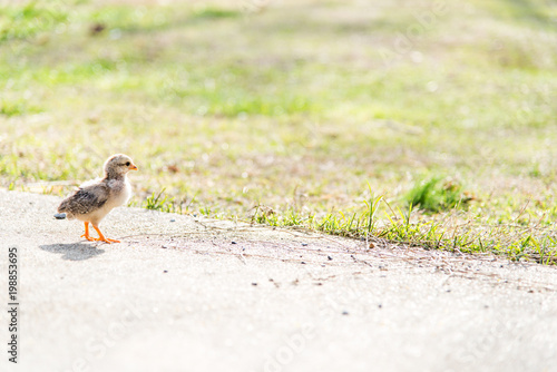 sweet baby chick