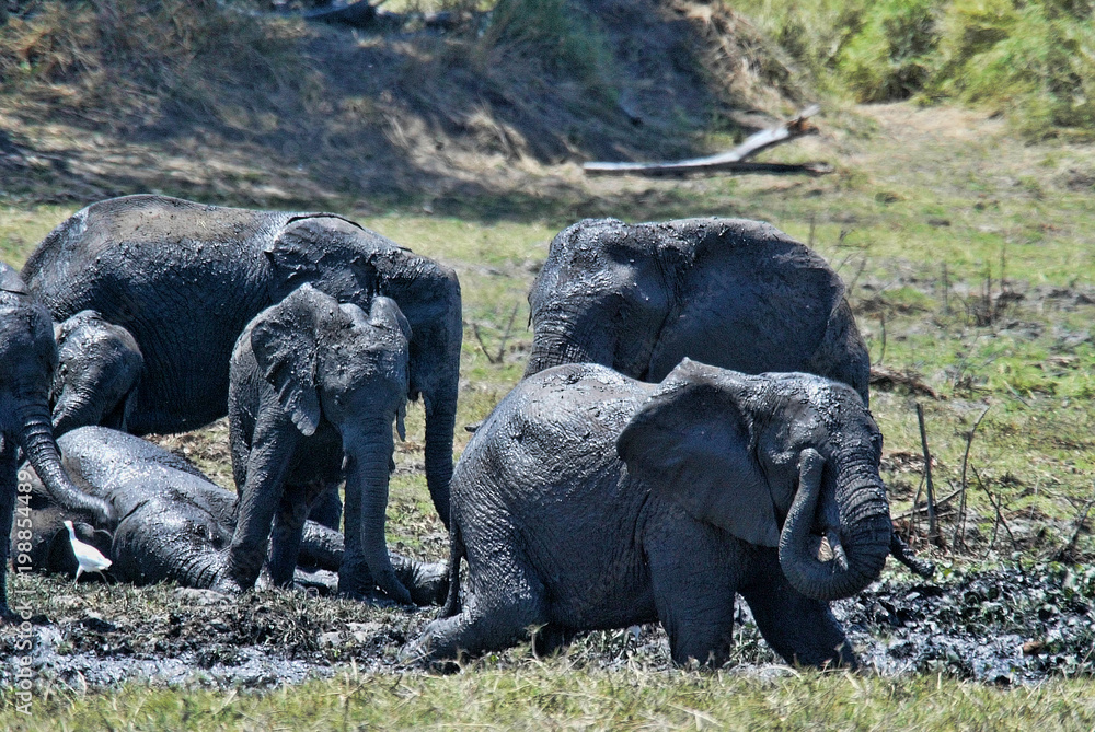 Group, African elephant, Loxodonta africana, bathing in mud, South Luangwa, Zambia