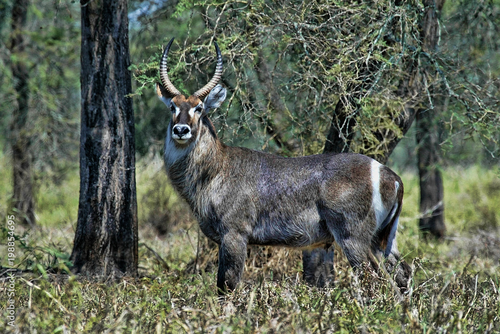 Male Waterbuck, Kobus ellipsiprymnus, South Luangwa, Zambia Male Waterbuck, Kobus ellipsiprymnus, South Luangwa, Zambia