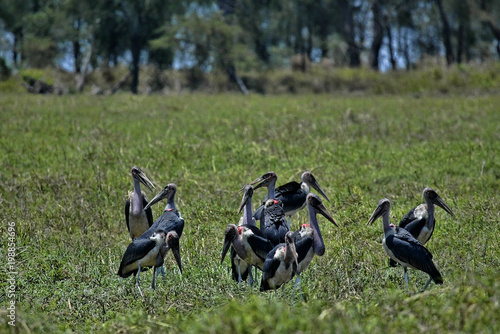 Photography Greater adjuvant group, Leptoptilos crumeniferus, South Luangwa, Zambia