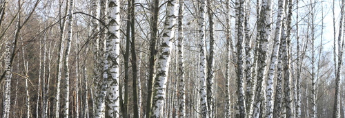 Trunks of birch trees in forest © yarbeer