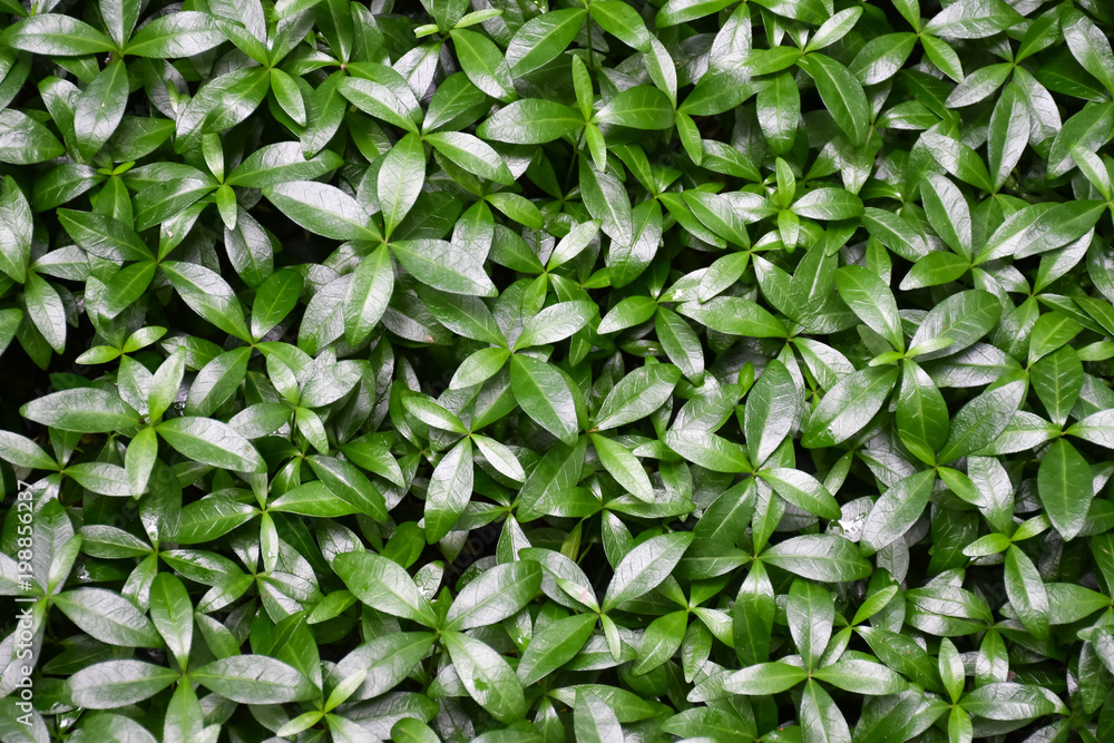 Textured green grass in the nature Textured green grass in the nature