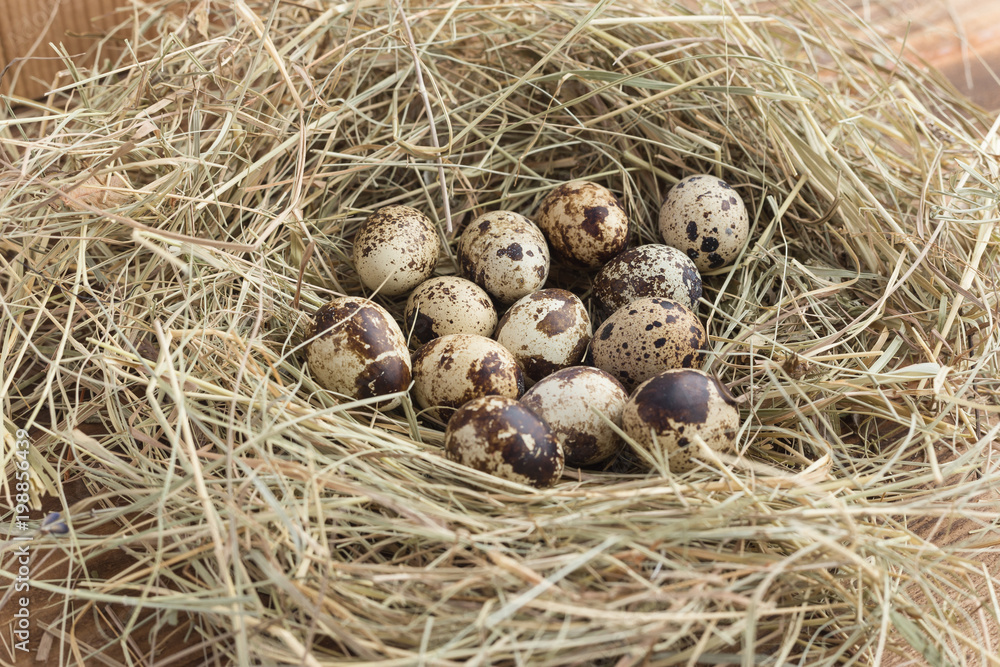 quail eggs in a nest of hay close-up quail eggs in a nest of hay close-up