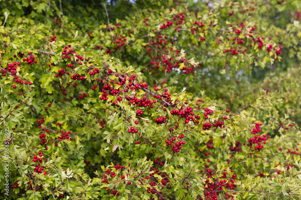 Ramas de Majuelo con Frutos Rojos Ramas de Majuelo con Frutos Rojos