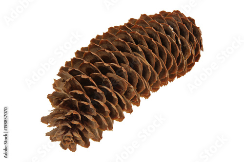 Spruce cone on a white background photo