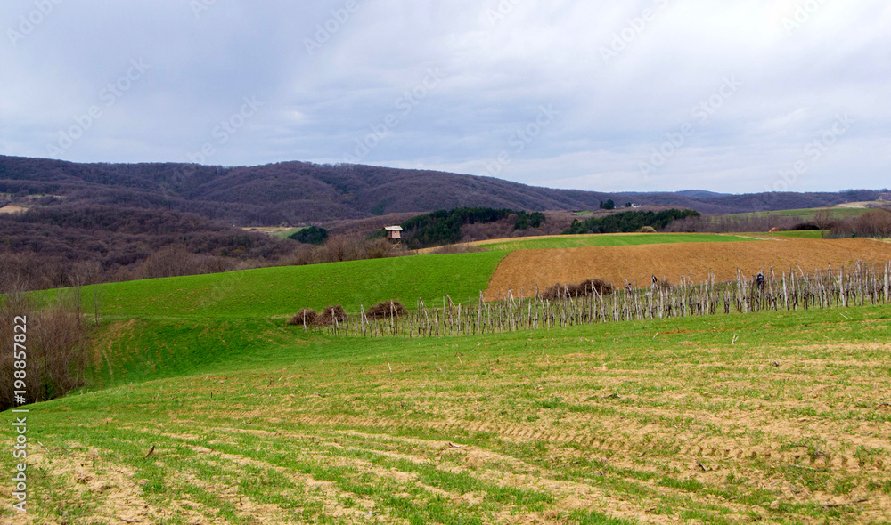 Vineyard surrounded by agricultural fields