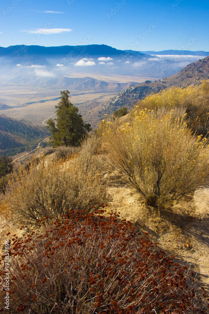 Woody and herbaceous plants in the Sierra Nevada Mountains, California