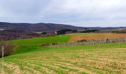 Vineyard surrounded by agricultural fields