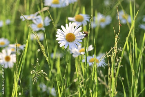 daisy flowers in a meadow photo